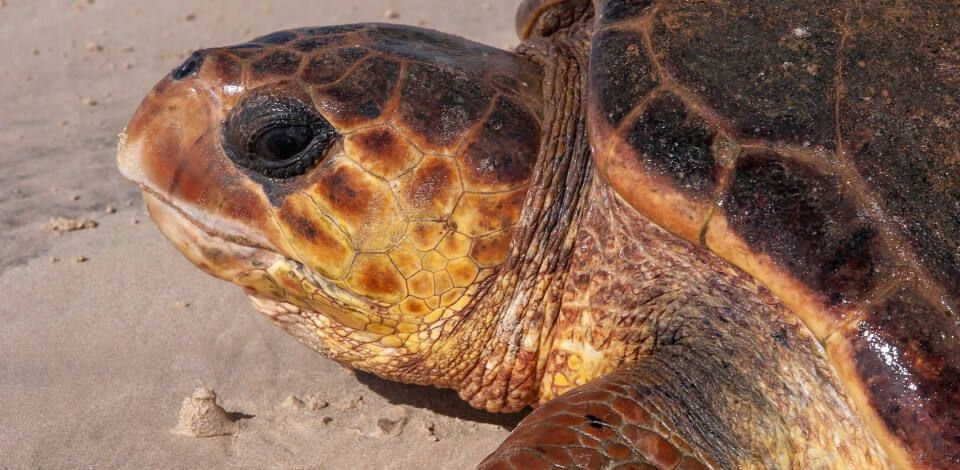 LorIsland of Santiago: a paradise of endemic species