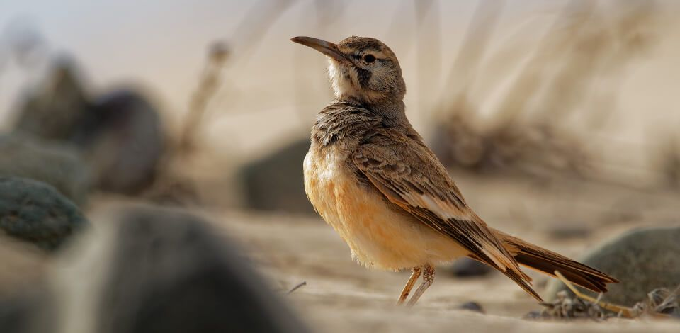 Fauna e flora rica e resistente