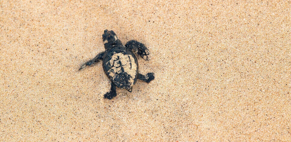 The release of sea turtles from captivity