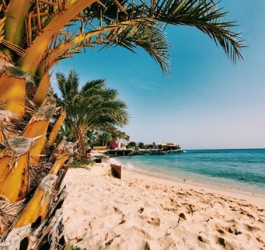 Palmeiras em praia de Cabo Verde