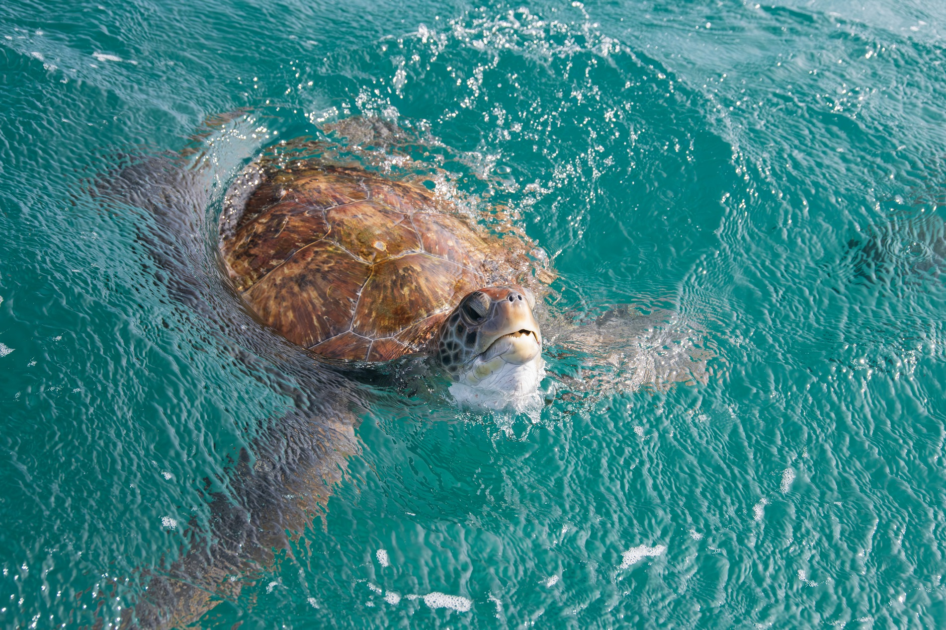 Environmental volunteering in Cabo Verde