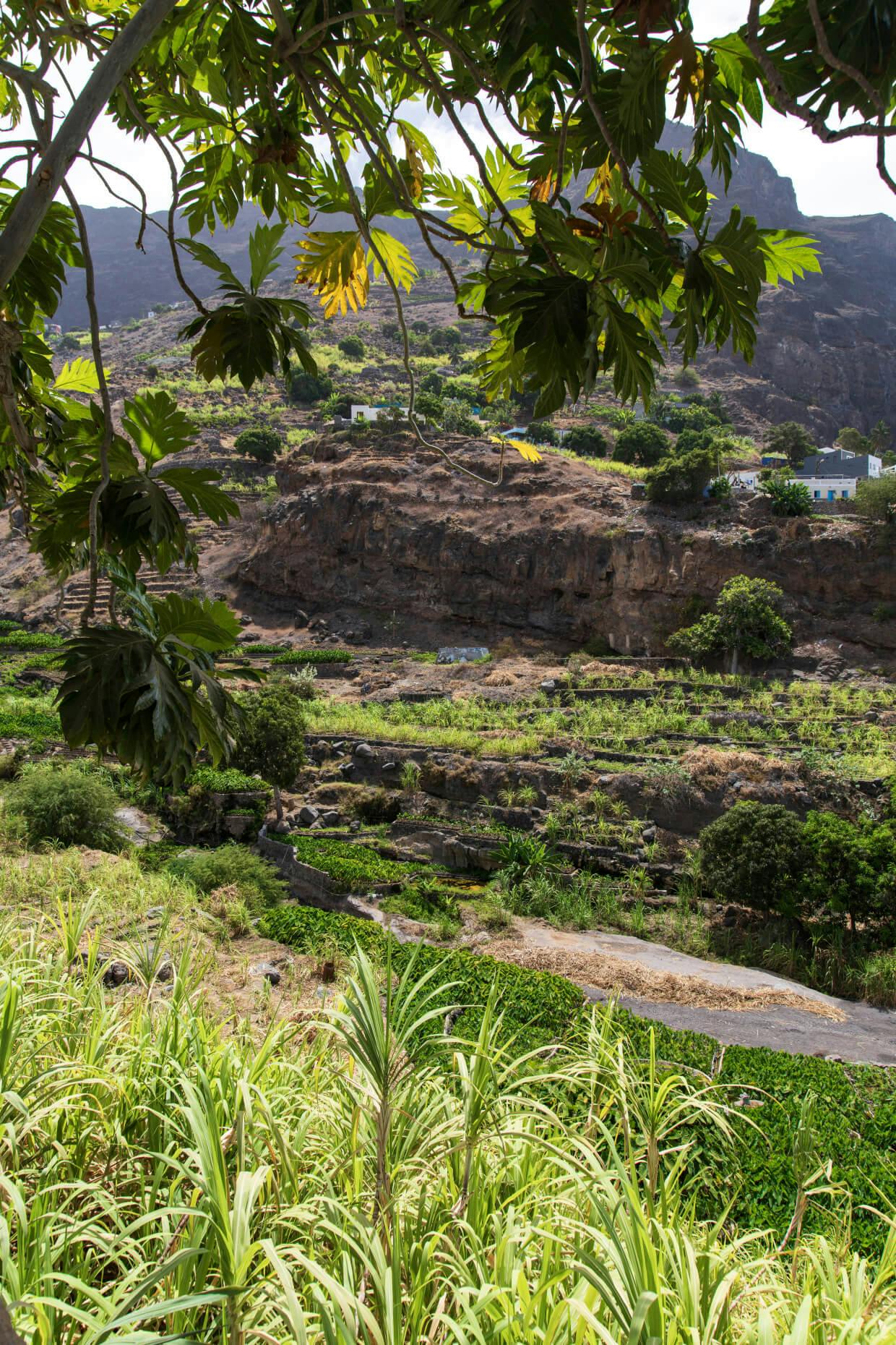 Agostinho Pereira / Tarrafal (Plantations and Destillery)