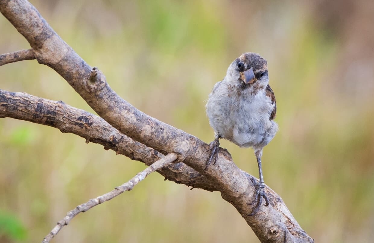 Bird watching