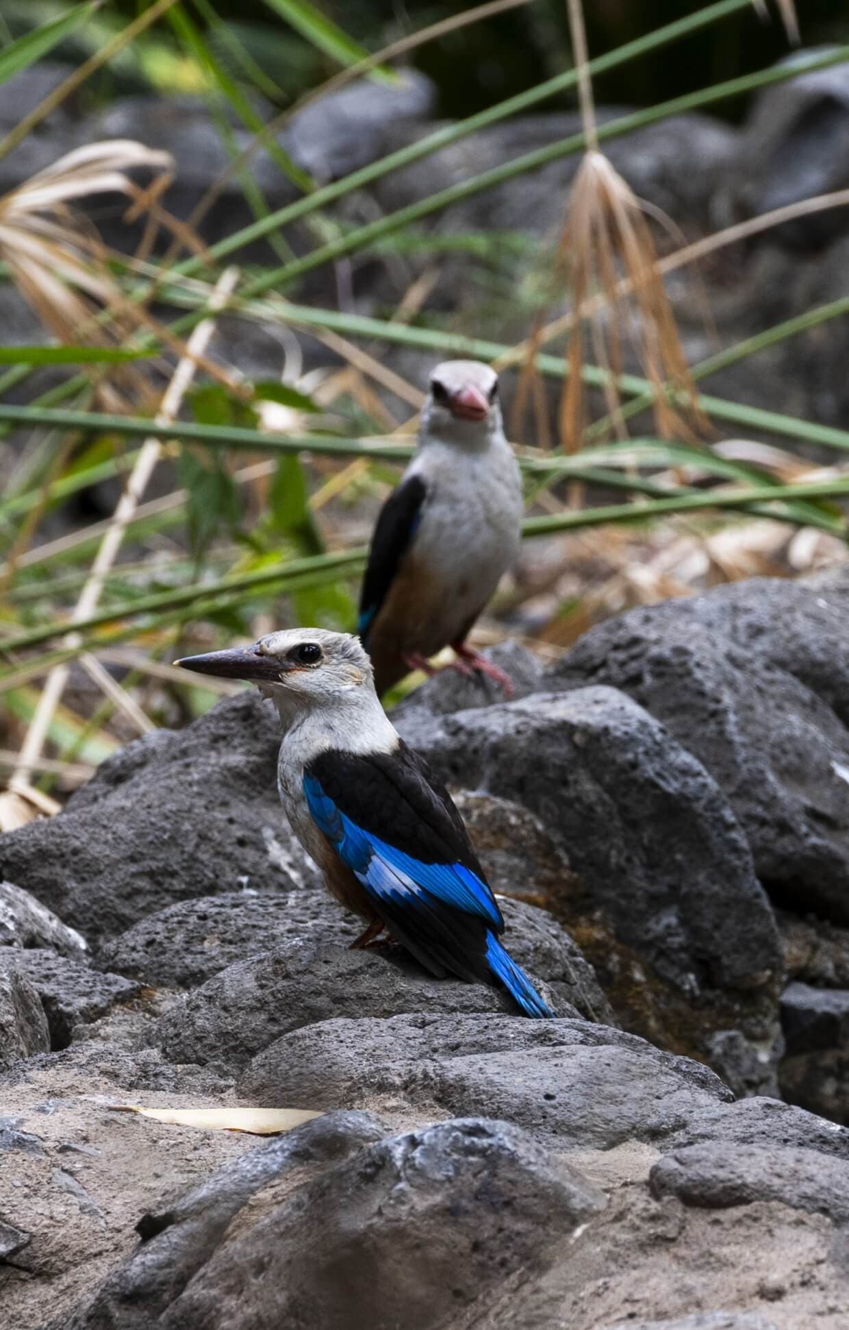 Botanical Garden of S. Jorge dos Órgãos