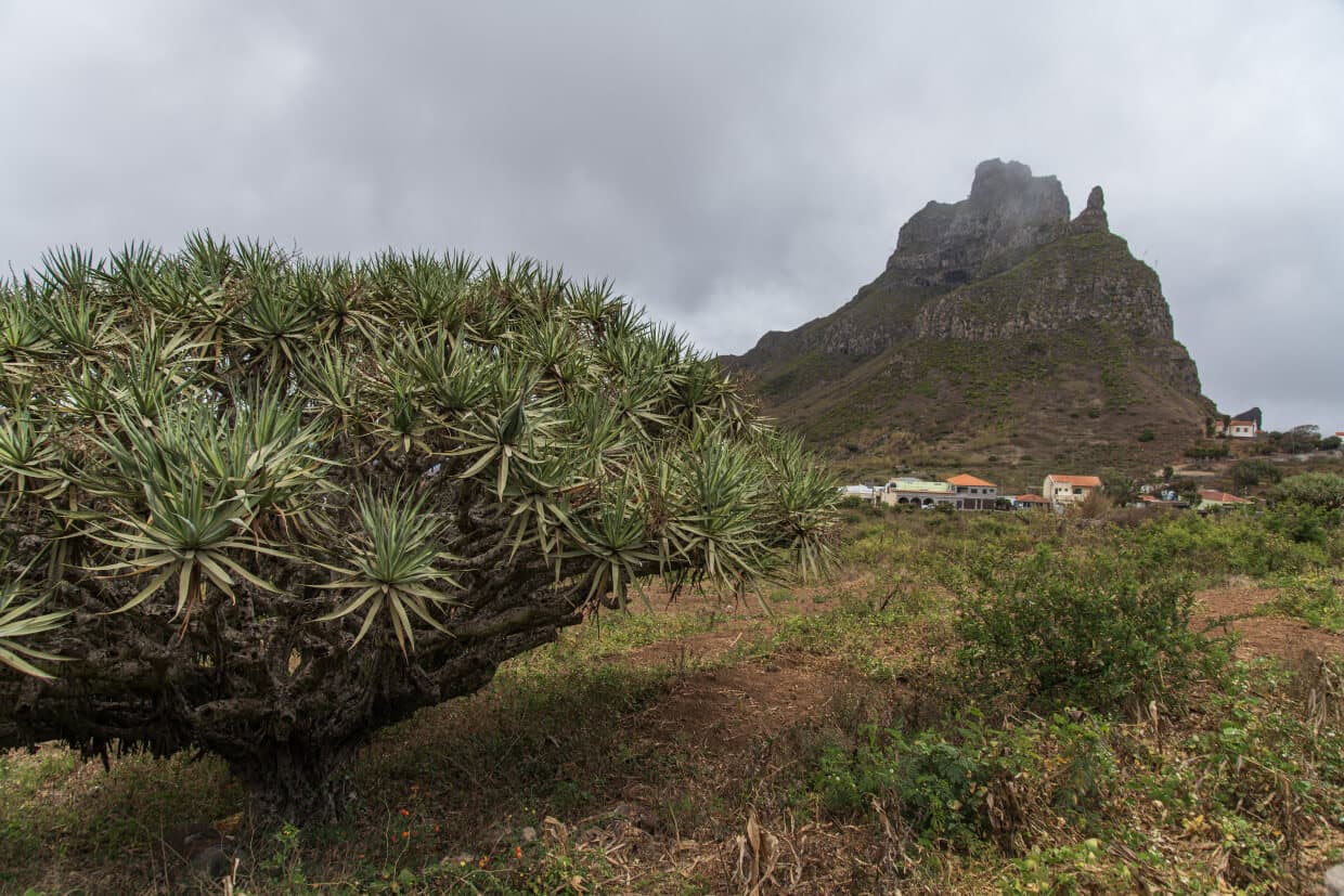 Monte Gordo - Dragoeiros