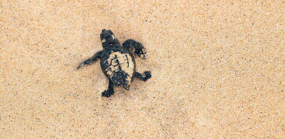 The release of sea turtles from captivity