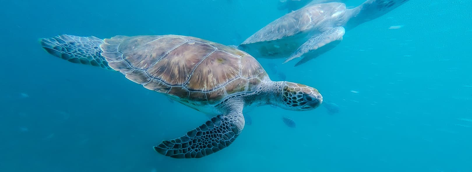 Aquatic Adventures: diving and snorkeling in the Cabo Verde Islands