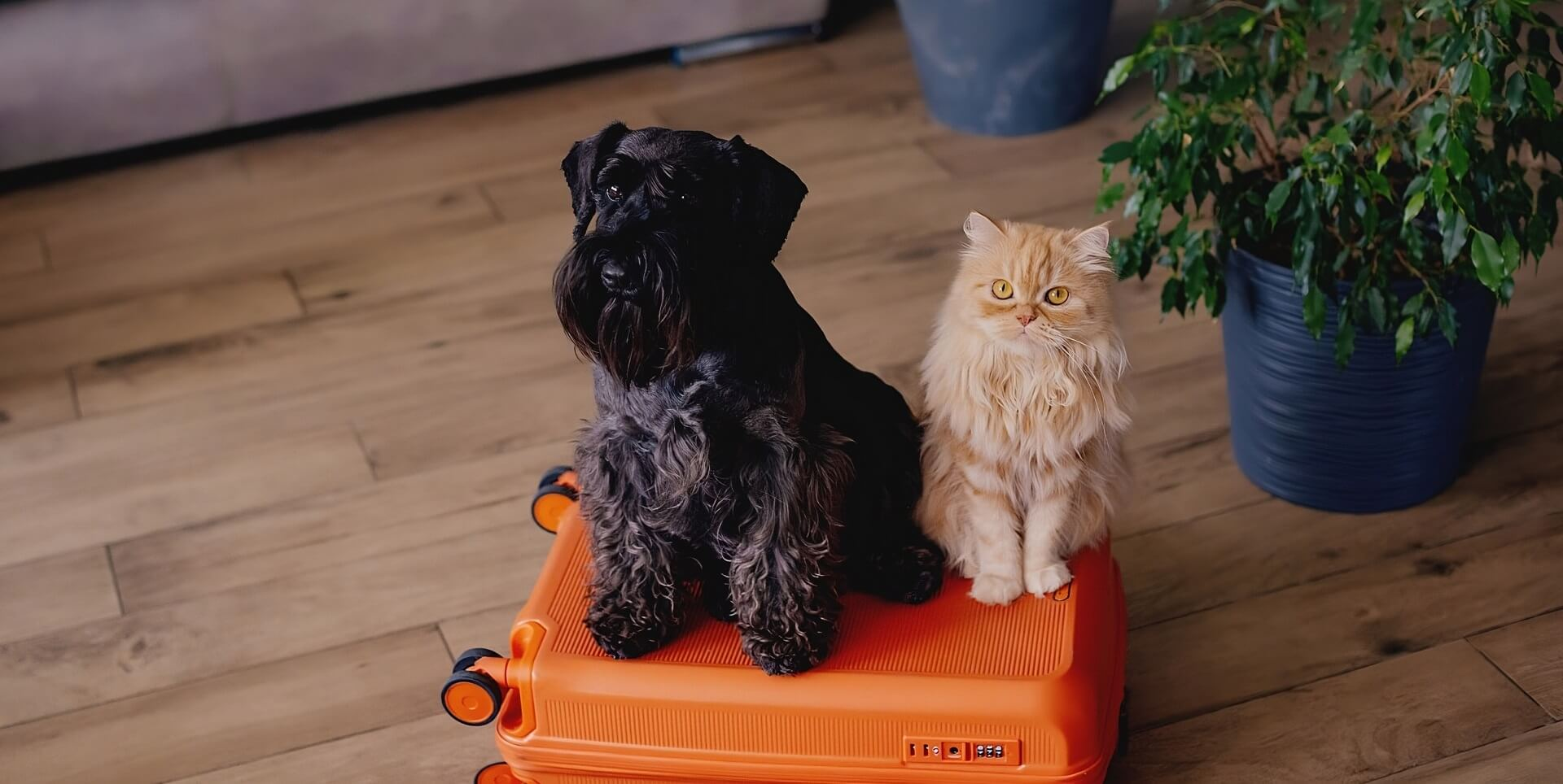 Enjoy your holiday in Cabo Verde with your pet